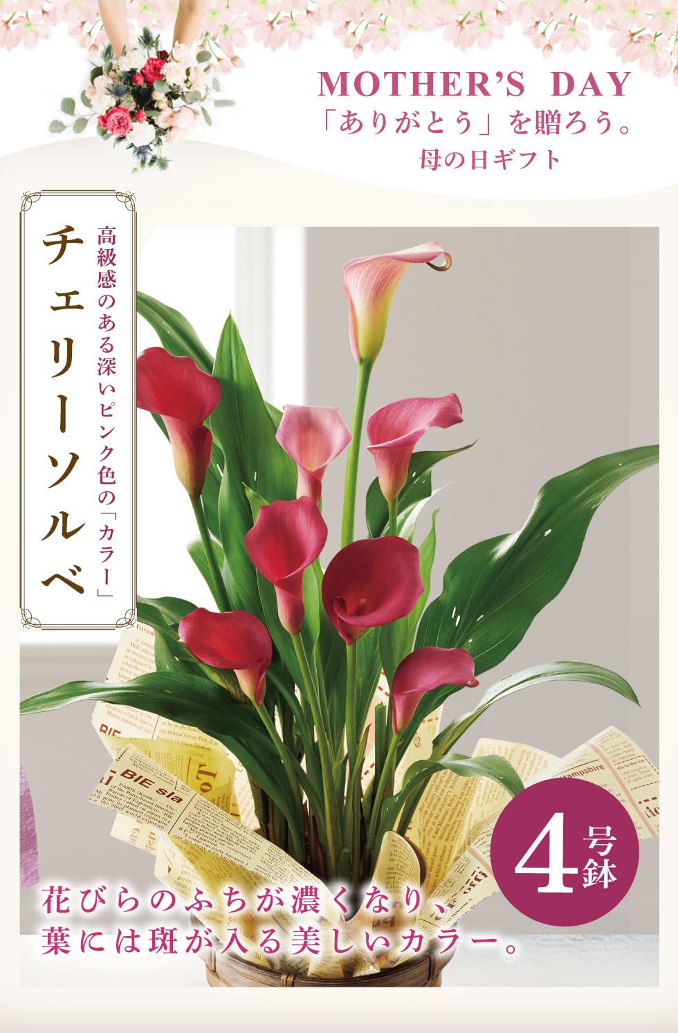 Amazon.co.jp: Mother's Day 2026 Present Gift, Popular, Color